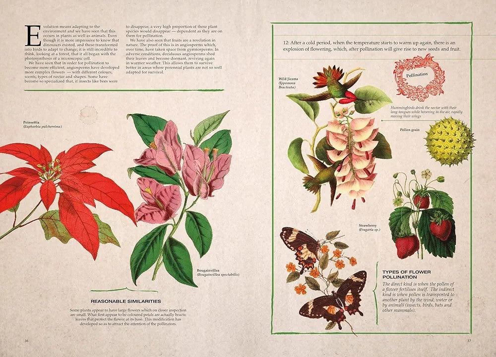Illustrated Botany: The Virtual Plant Museum