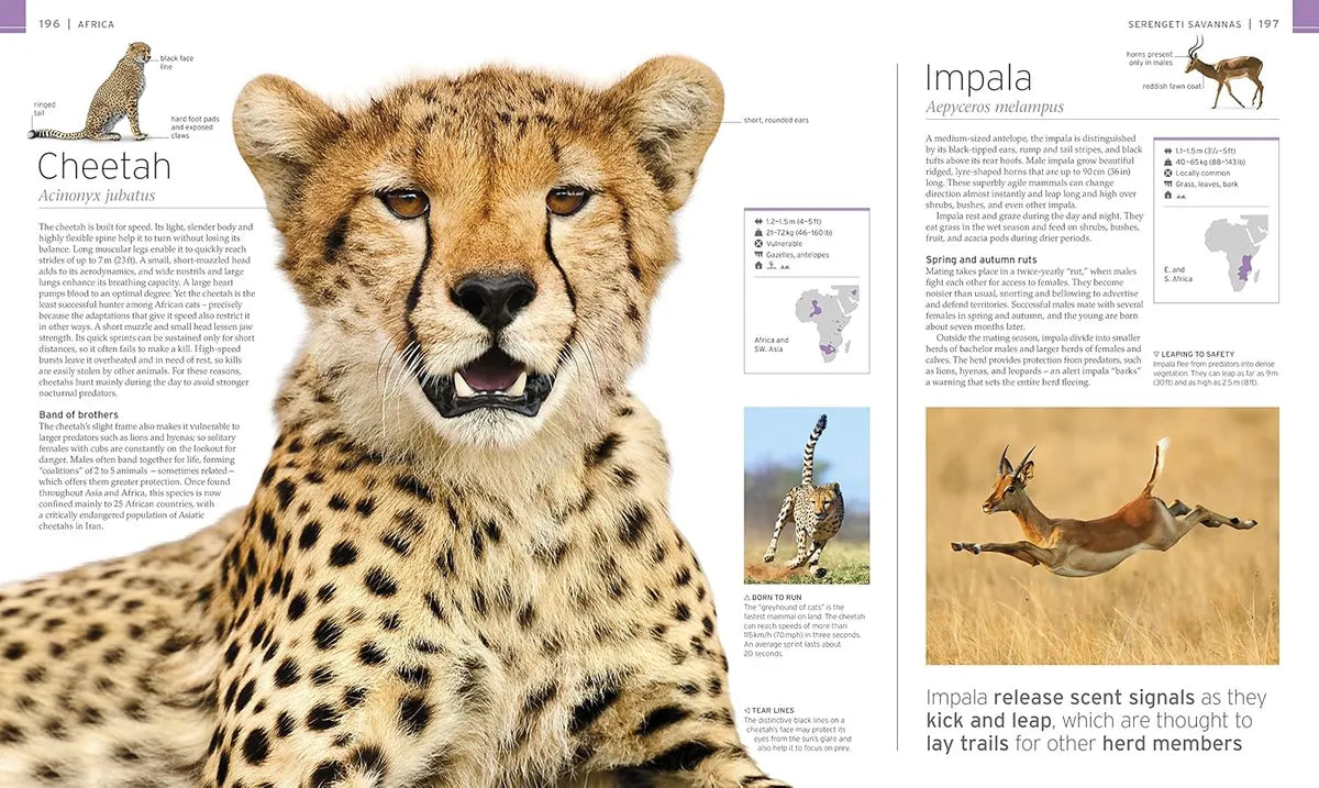 Magazine page with a cheetah on one side and impala on the other, featuring text and illustrations.