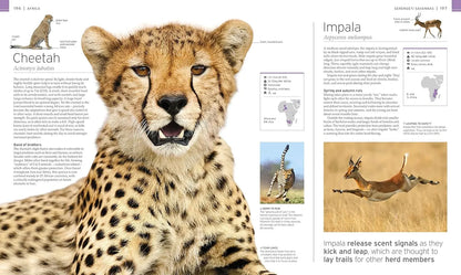 Magazine page with a cheetah on one side and impala on the other, featuring text and illustrations.