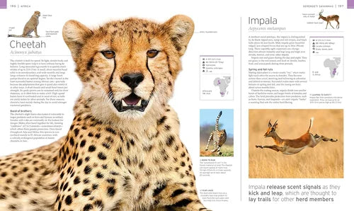 Close-up of a cheetah with educational text and images on a magazine page.