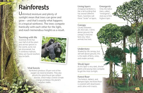 Educational poster about rainforests with text and illustrations.