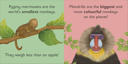 Illustrations of a pygmy marmoset and a mandrill with text about their characteristics.